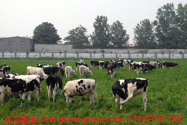 1493713099127068.jpg 奶牛放牧區.jpg